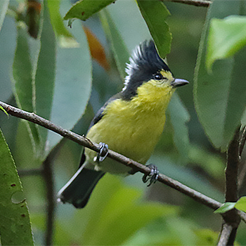Taiwan Yellow Tit