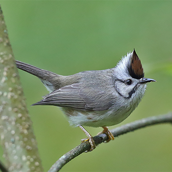 Taiwan Yuhina