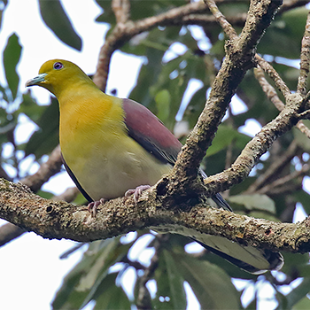 Whistling Green-pigeon