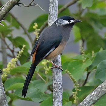 White-eared Sibia