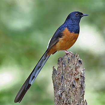 White-rumped Shama