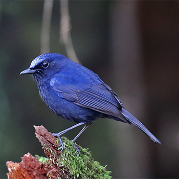 White-tailed Robin