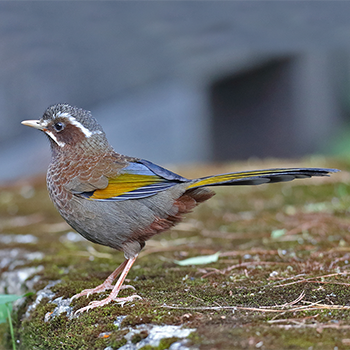 White-whiskered Laughingthrush