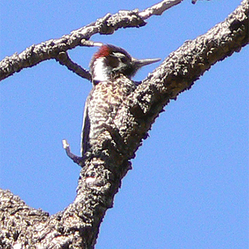 Arizona Woodpecker