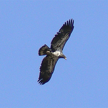 Bald Eagle – immature