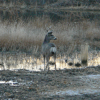 Black-tailed Mule Deer