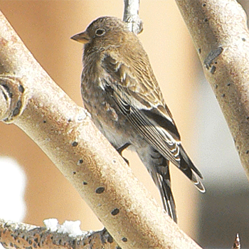 Brown-capped Rosy-finch