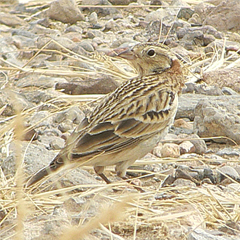 Chestnut-collared Longspur