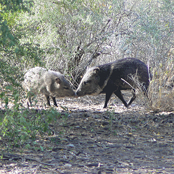 Collared Peccaries
