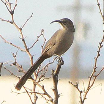 Crissal Thrasher