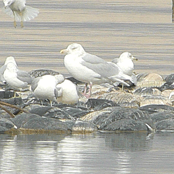 Glaucous Gull
