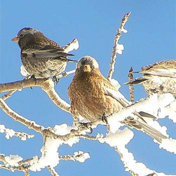 Black and Grey-crowned Rosy-finches