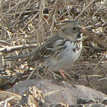 Harris's Sparrow