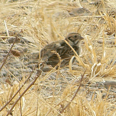 Lapland Longspur