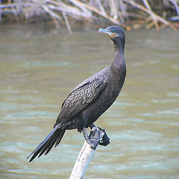 Neotropic Cormorant