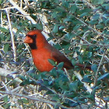 Northern Cardinal