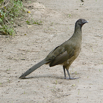 Plain Chachalaca