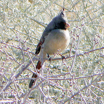 Pyrrhuloxia