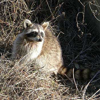Racoon