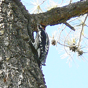 Red-naped Sapsucker