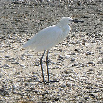 Reddish Egret – White morph