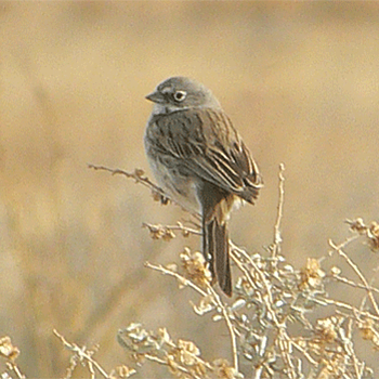 Sagebrush Sparrow