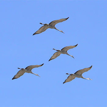 Sandhill Cranes