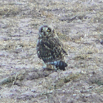 Short-eared Owl