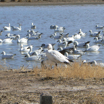 Snow and Ross's Geese