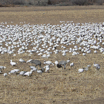 Snow and Ross's Geese and Sandhill Cranes