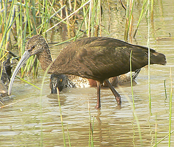 White-faced Ibis