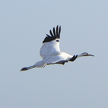 Whooping Crane
