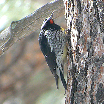 Williamson's Sapsucker