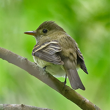 Acadian Flycatcher