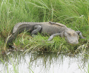 Alligator