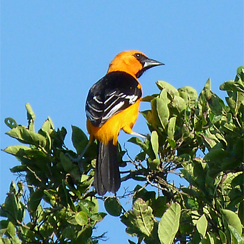 Altamira Oriole