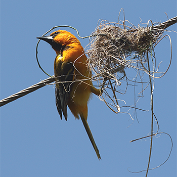 Altamira Oriole