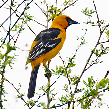 Altamira Oriole