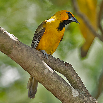 Altamira Oriole