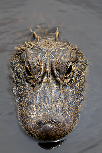American Alligator