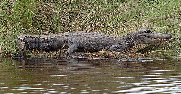 American Alligator