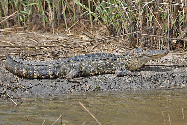 American Alligator