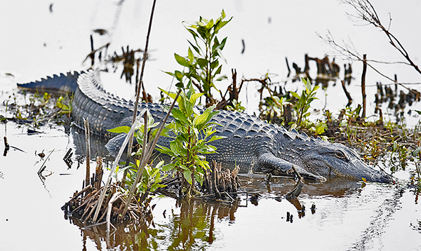 American Alligator