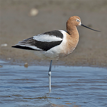American Avocet
