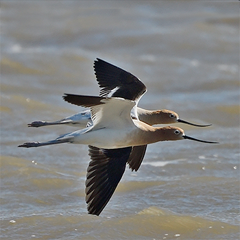 American Avocet