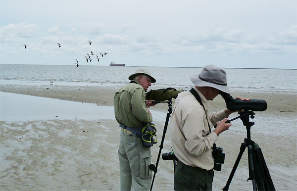 Birdfinders and American Avocets at Bolivar Flats