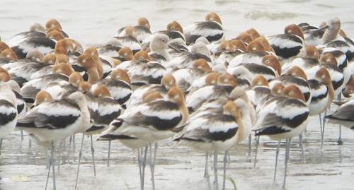 American Avocets