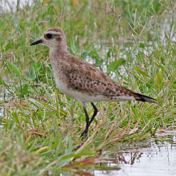 American Golden-plover