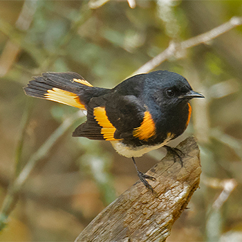 American Redstart