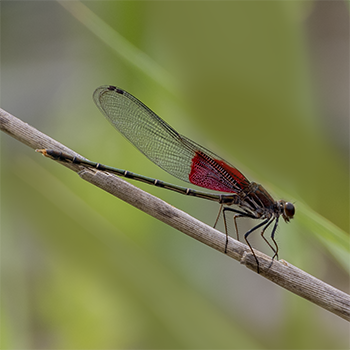 American Rubyspot